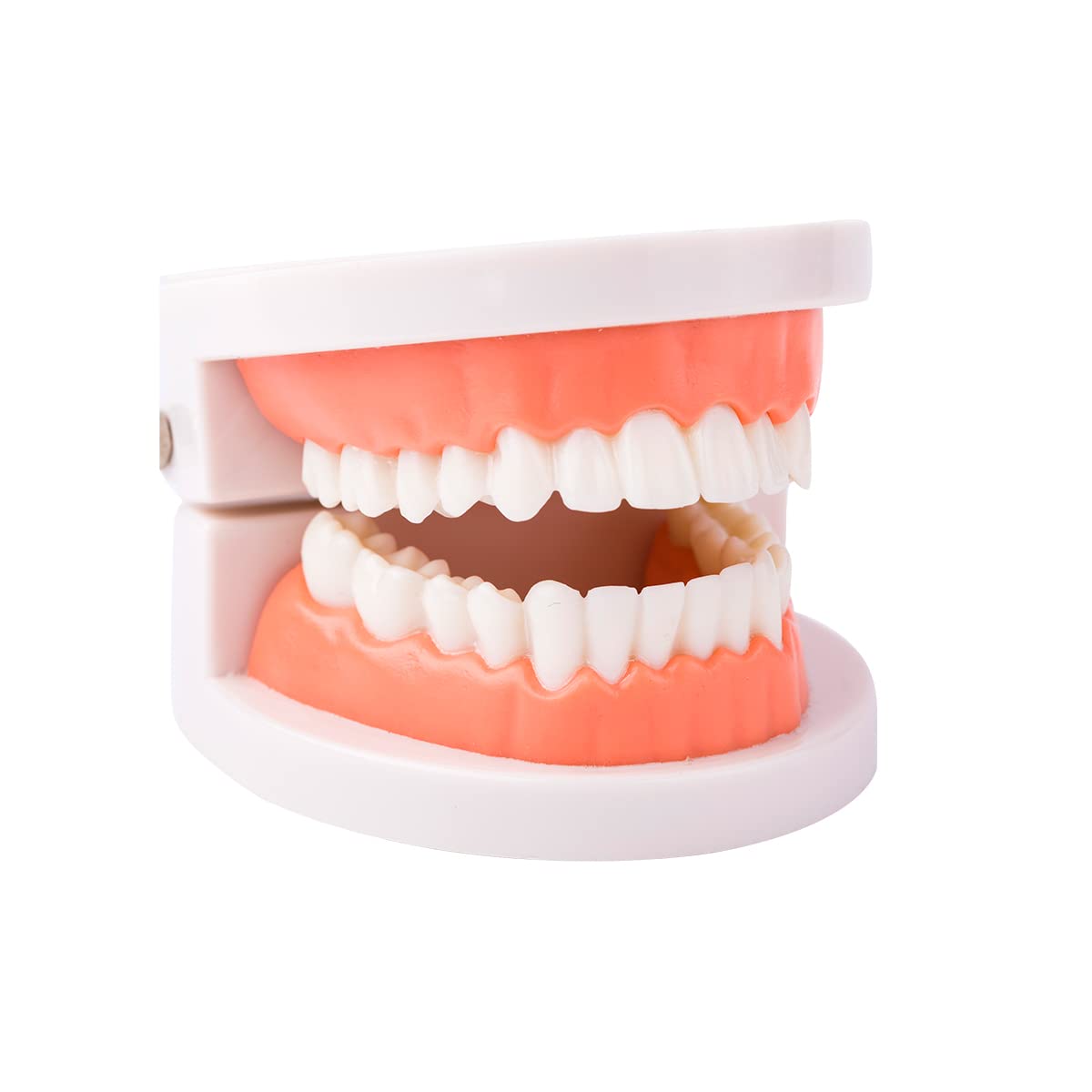 Teeth Practice Model